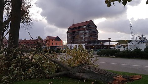 Stiprus vėjas Klaipėdoje laužė medžius.