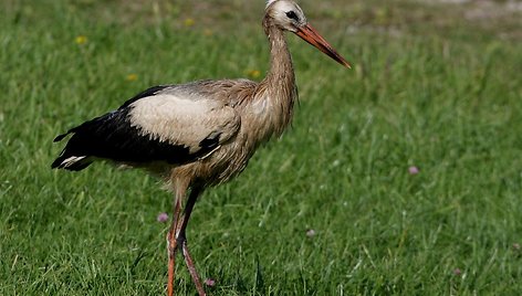 Rusnėje gandrai pavirto „šokoladiniais“, ornitologų nuomone, dėl vietinių žuvų rūkytojų netvarkos, kai riebalai į gamtą išpilami itin neatsakijngai. 