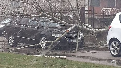 Klaipėdoje ant automobilių, gatvių virto medžiai.