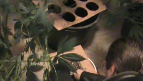 &Scaron;iluti&scaron;kiai buvo užveisę narkotikų plantaciją.