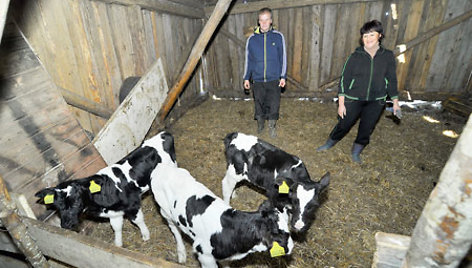 Ūkininkai Sigutė ir Adomas Gikarai, veršiukus trynius, kurių kiekvienas gimęs svėrė per 25 kg, paauginę iki standarto, juos parduos išvežti į užsienį. 