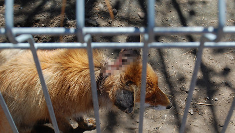 "Mini zoo" lankytojus išgąsdino po voljerą sliūkinusi liūdna lapė su pradrėkstu pakaušiu. 