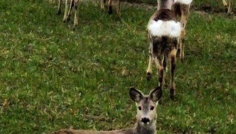 Stirnų kaimenė greta Klaipėdos pramoninės zonos