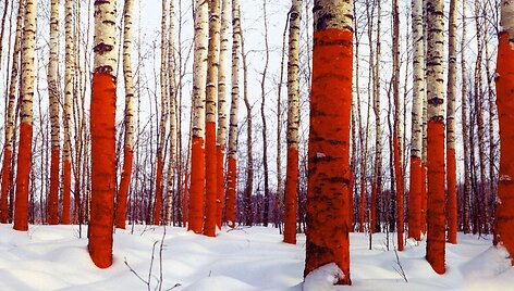 Projekto &bdquo;Russian Red&ldquo; autorius Jurijus Vasiljevas