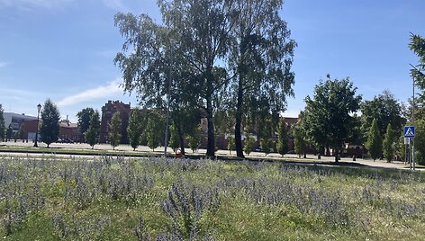 Klaipėdos universiteto miestelio pievos eksperimento tvarka &scaron;iemet ne&scaron;ienaujamos. Mokslininkai džiaugiasi rezultatais. 