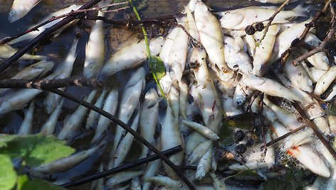 Kalotės ežere dėl deguonies stygiaus krinta žuvys