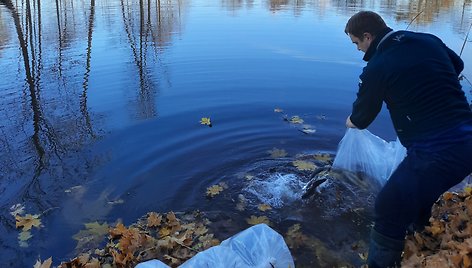 Kretingos rajone įžuvinti šeši tvekiniai