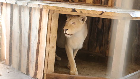 Klaipėdos zoologijos sode apsigyveno keturi baltieji liūtai, atgabenti iš Prahos.