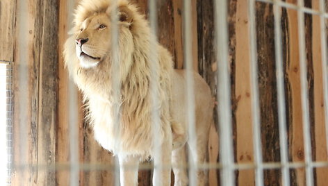 Klaipėdos zoologijos sode apsigyveno keturi baltieji liūtai, atgabenti iš Prahos.