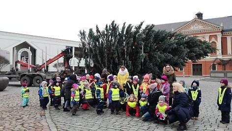 I Teatro aikštę žaliaskarė atgabenta ją nukirtus klaipėdiečių Kivilių šeimos kieme.