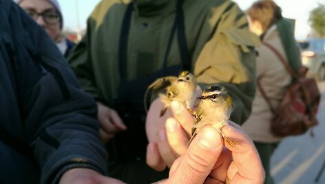 KU mokslininkai kviečia į pauk&scaron;čių palydėtuves.