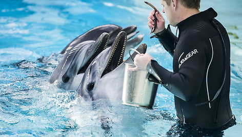 Delfinų terapijos centras: terapija, paliečianti neįgaliukų širdis