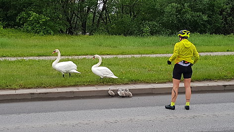 Klaipėdoje eismą sutrikdė gulbės.