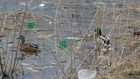Klaipėdoje esančiuose tvenkiniuose pilna &scaron;iuk&scaron;lių, jų dugne randama net televizorių, čiužinių, &scaron;aldytuvų bei padangų. 