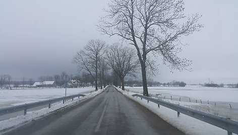 Rusnės alėja liko be medžių