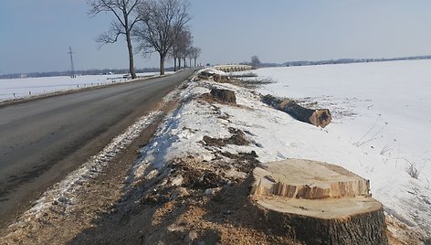 Rusnės alėja liko be medžių