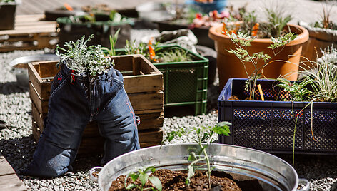 Kultūros fabriko terasoje užgimęs &bdquo;Urban Garden&ldquo; &ndash;  miesto sodas.