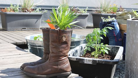 Kultūros fabriko terasoje užgimęs „Urban Garden“ –  miesto sodas.