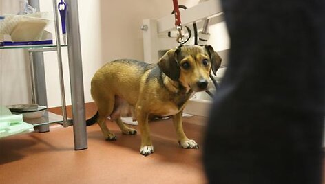 Pro langą i&scaron;mestą &scaron;unelį atsivedusią kalytę pasiėmė "Nuaro" darbuotojai.