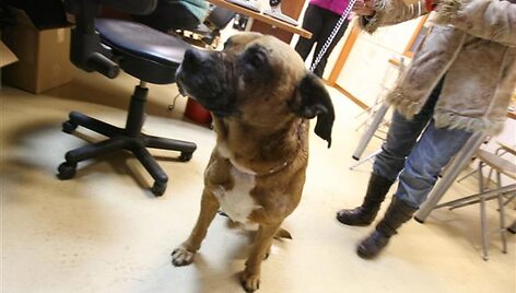 Veterinarų globon patekusio Derio būklė sunki.