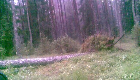 Labanoro miestelio  kapinės ir jo apylinkės po audros