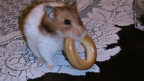 Spirgutė