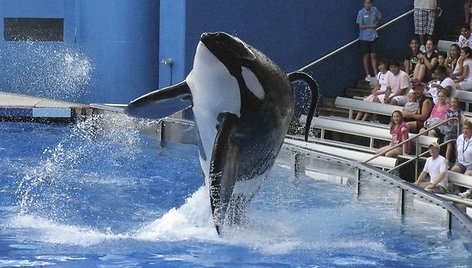 Vandens pramogų parkas „SeaWorld“