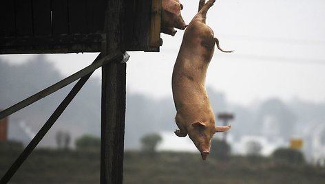 Kinijos ūkininkas savo kiaules kasdien periverčia įšokti į tvenkinį. 