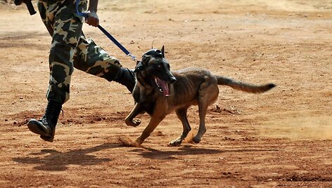 Belgų aviganis