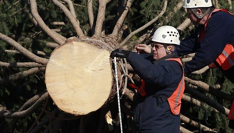 Kalėdinės eglės įkurdinimas ties Vašingtono Kongresų rūmais