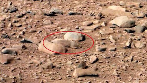 &bdquo;Curiosity&ldquo; nuotraukoje i&scaron; Marso įdėmūs internautai pastebėjo jūrų kiaulytę primenantį objektą.