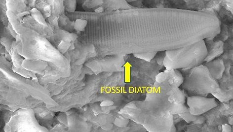 Meteorito framentuose C.Wickramasinghe'as teigia aptikęs į titnagdumblius panašių mikroorganizmų liekanų