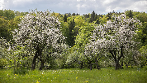 Pučkorių sodas