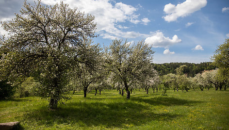 Pučkorių sodas