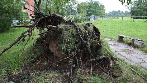 Per audrą i&scaron;vartyti medžiai tebetvarkomi