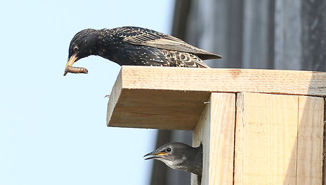 Varnėnas (Sturnus vulgaris)