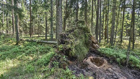 Margupio botaniniame draustinyje
