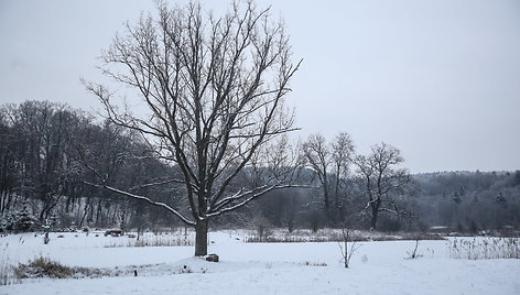 Žiema Verkių regioniniame parke