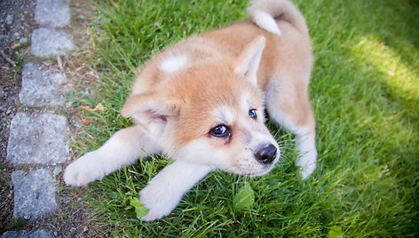 Monika Šalčiūtė pristato savo augintinį - Akita Inu veislės šunį, vardu Nino Persikas