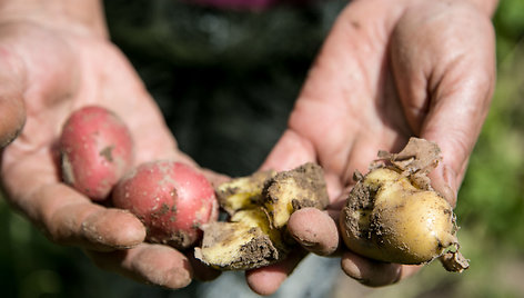 Šernų siautėjimo padariniai Griovių kaime