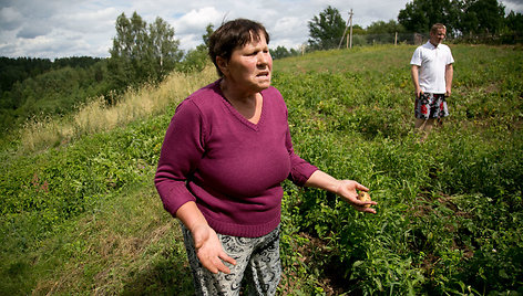 Šernų siautėjimo padariniai Griovių kaime