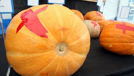 Maksimaliausio Lietuvos moliūgo rinkimuose triumfavo 73 kg sveriantis milžinas