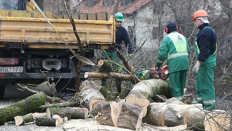 Menkaverčių uosialapių klevų Vilnelės pakrantėje nebeliks