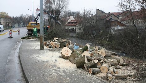 Menkaverčių uosialapių klevų Vilnelės pakrantėje nebeliks