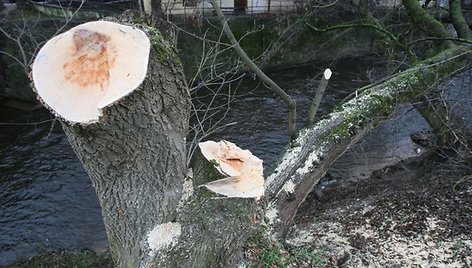 Menkaverčių uosialapių klevų Vilnelės pakrantėje nebeliks