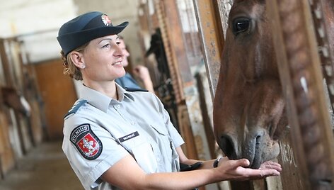Raitosios policijos žirgai 