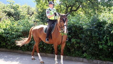 Raitosios policijos žirgai 