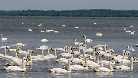 Gulbės Kuršių mariose