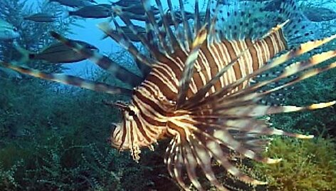 Pterois