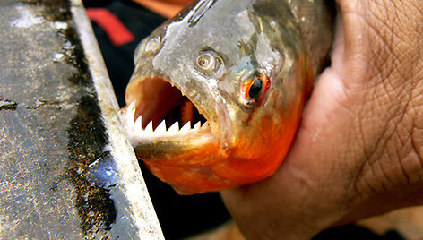 piranha
